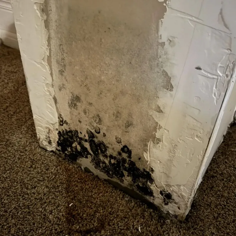 Professional Mold Removal in East Palestine, OH